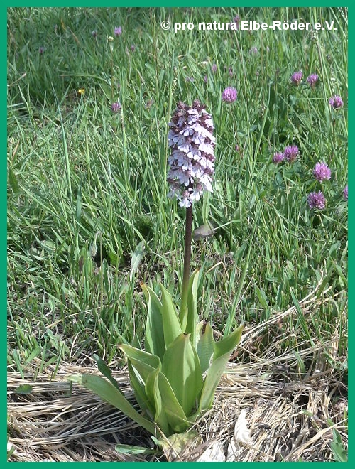Purpur-Knabenkraut, Orchis purpurea